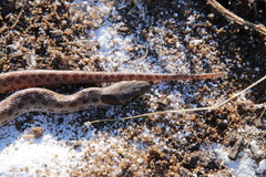Hypsiglena ochrorhynchus klauberi