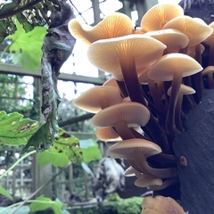 Flammulina
