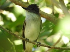 Myiarchus antillarum