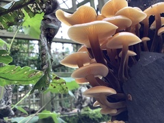 Flammulina