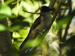 Myiarchus antillarum
