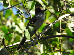 Myiarchus antillarum
