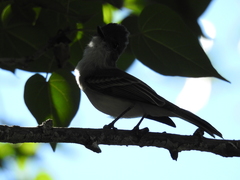 Myiarchus antillarum