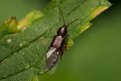 Acidota crenata