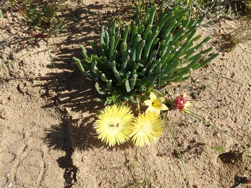 Kamiesberg Clockfig (Cheiridopsis pearsonii)