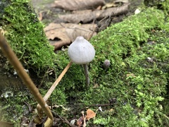 Mycena
