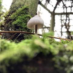 Mycena