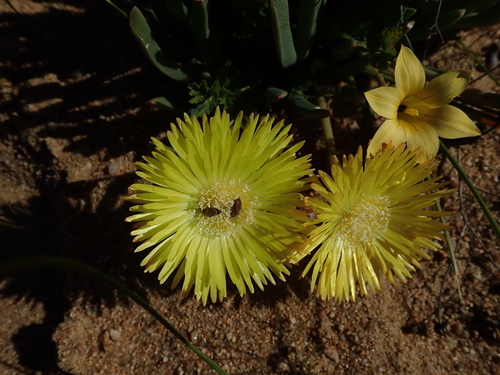 Image of Cheiridopsis pearsonii by no rights reserved