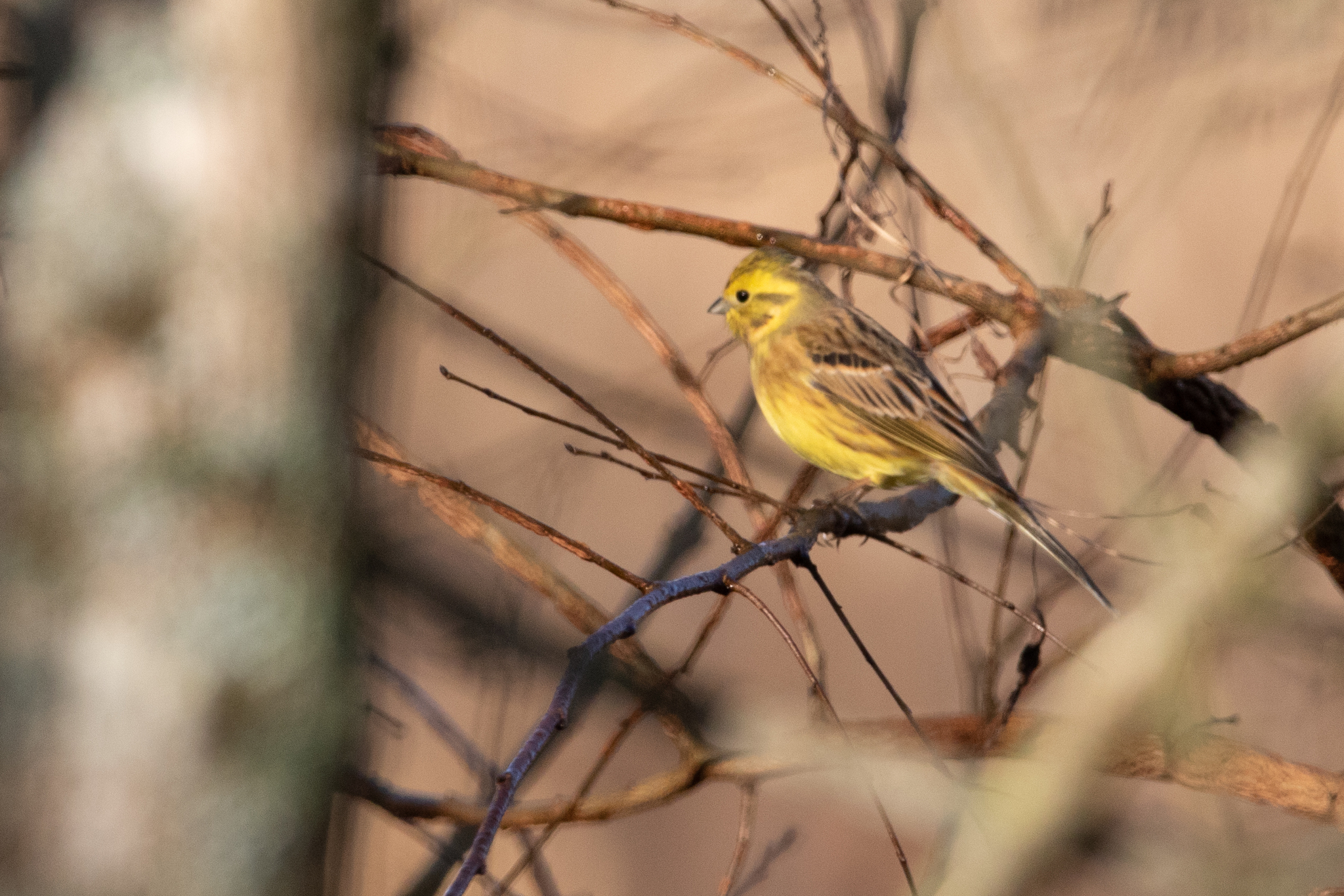 Yellowhammer