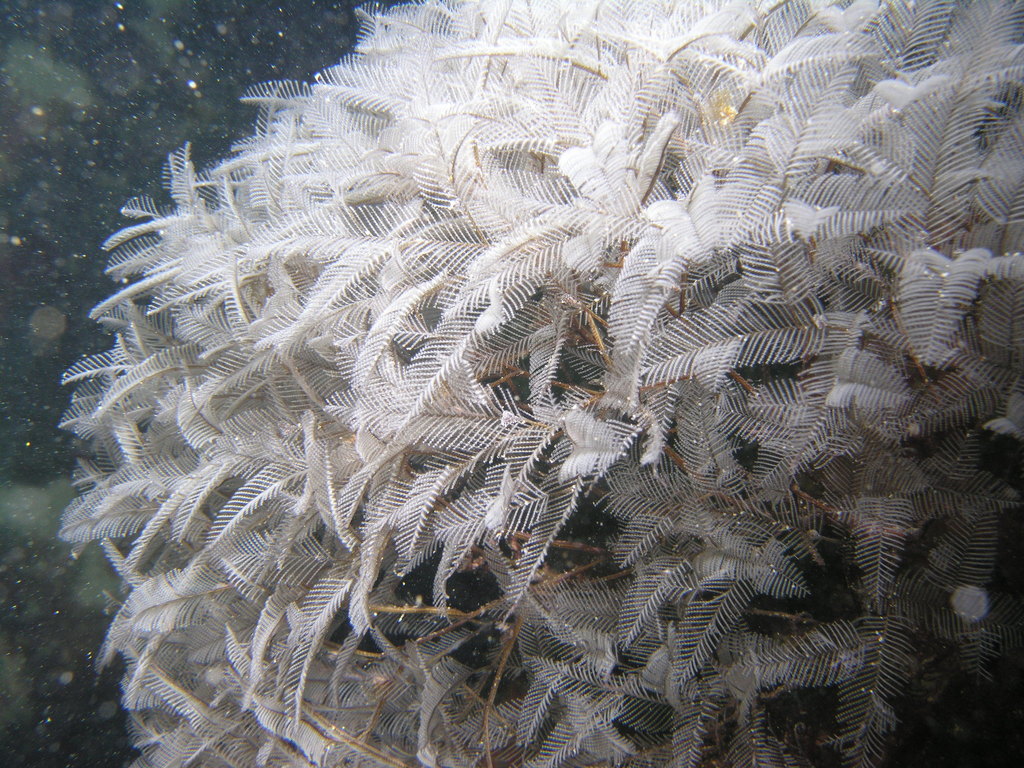 Aglaophenia whiteleggei