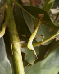 Hierodula tenuidentata