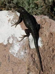 Sceloporus occidentalis