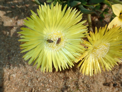 Image of Cheiridopsis pearsonii by no rights reserved