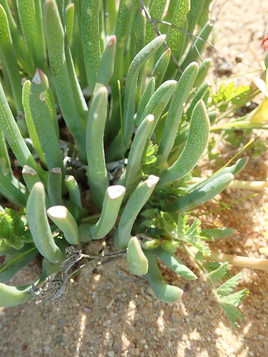Image of Cheiridopsis pearsonii by no rights reserved