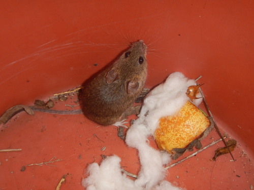 Algerian Mouse, Grândola, Portugal, photo 8 of 10