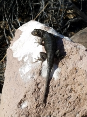 Sceloporus occidentalis