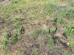 Xerophyta retinervis