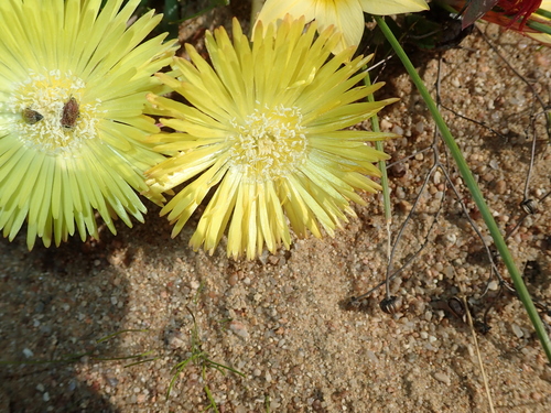 Image of Cheiridopsis pearsonii by no rights reserved