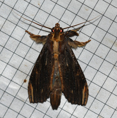 Nystalea striata