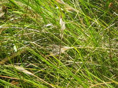 Thestor basutus basutus