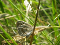 Thestor basutus basutus