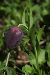 Fritillaria latifolia