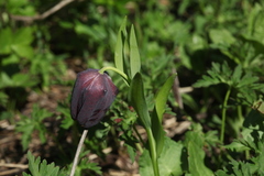 Fritillaria latifolia