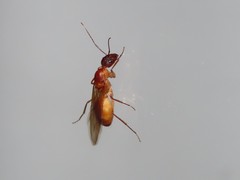 Camponotus guttatus