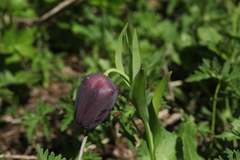 Fritillaria latifolia
