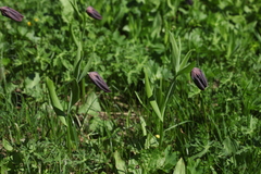 Fritillaria latifolia