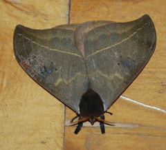 Automeris belti
