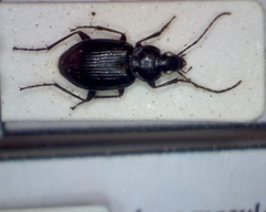 Agonum moestum