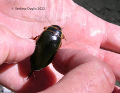 Dytiscus circumflexus