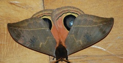 Automeris belti
