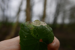 Phytomyza glechomae