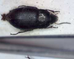 Amara similata