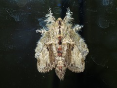 Euglyphis submarginalis