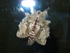 Euglyphis submarginalis