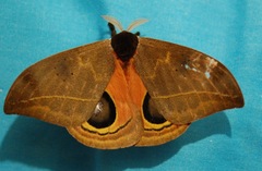 Automeris belti