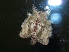 Euglyphis submarginalis