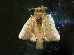 Euglyphis necopina