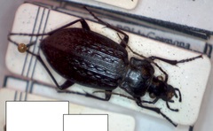 Carabus granulatus interstitialis
