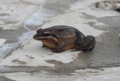 Leptodactylus albilabris