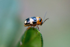 Cryptocephalus taiwanus