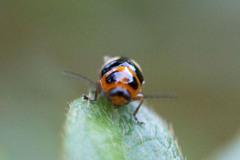 Cryptocephalus taiwanus