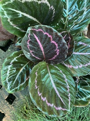 Goeppertia roseopicta