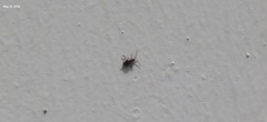 Ptinus