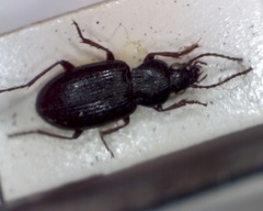 Pterostichus strenuus
