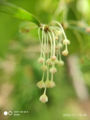 Phyllanthus cuscutiflorus