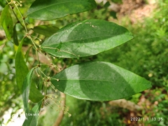 Phyllanthus cuscutiflorus